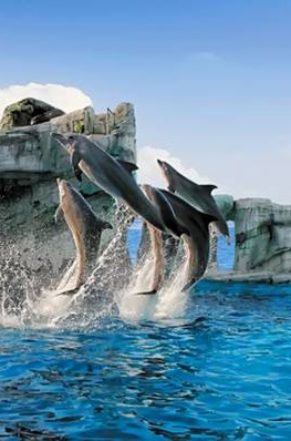 delfini oltremare